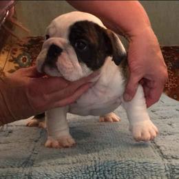 Bulldog Puppies from Scott's Bulldogs