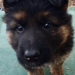 German Shepherd Puppies from Darkwing GSD