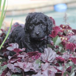 Goldendoodle and Labradoodle Puppies from Sharper Doodles