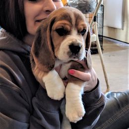 Beagle Puppies from Everwind Beagles
