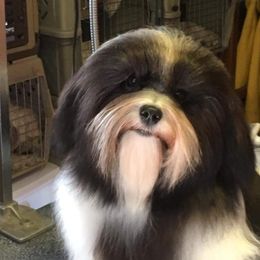 Boo - Havanese