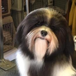 Boo - Havanese