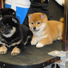 Shiba Inu Puppies from Kawako Shiba Inu