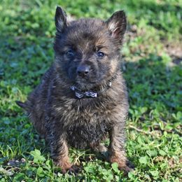 German Shepherd Puppies from Mengerhaus