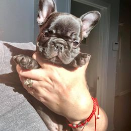  Puppies from Bouledogue Royal