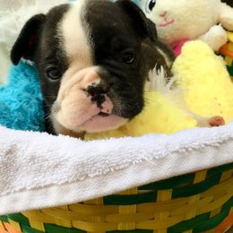French Bulldog Puppies from Monarchy's Finest French Bulldogs