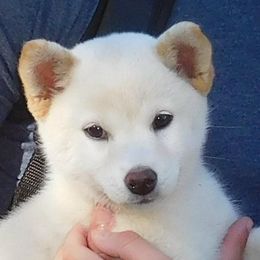 Shiba Inu Puppies from Kawako Shiba Inu