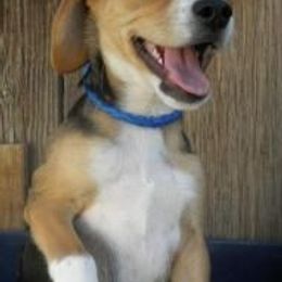 Snoopy  - Beagle