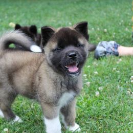 Akita Puppies from Excel Shu-Ku Akitas