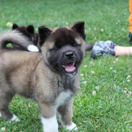 Akita Puppies from Excel Shu-Ku Akitas