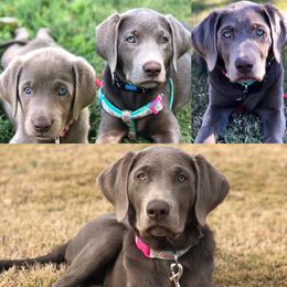Labrador Retriever Puppies from New Life Labradors