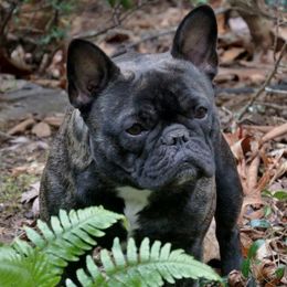 Giselle - French Bulldog