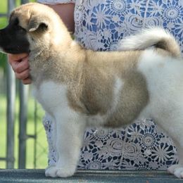 Akita Puppies from Chelsea's Akitas