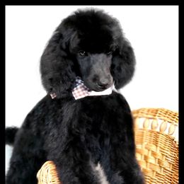 Poodle Puppies from Countryside Standard Poodles