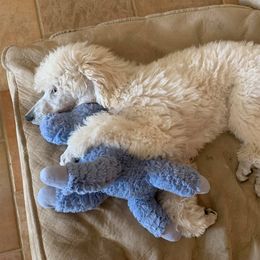 Poodle Puppies from Cabernet Standard Poodles