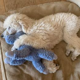 Poodle Puppies from Cabernet Standard Poodles