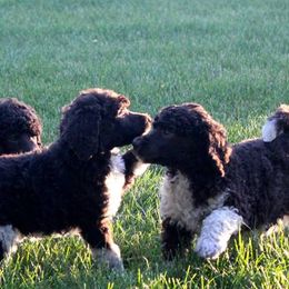 Poodle Puppies from DuBois Standard Poodles