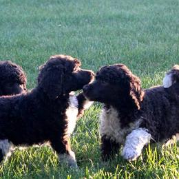 Poodle Puppies from DuBois Standard Poodles