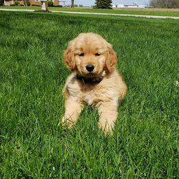 Bernese Mountain Dog and Golden Retriever Puppies from Bertke AKC Golden Retrievers and Bernese Mountain Dogs