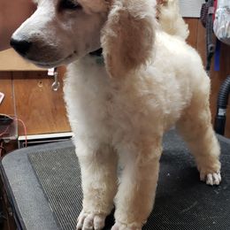 Poodle Puppies from Countryside Standard Poodles