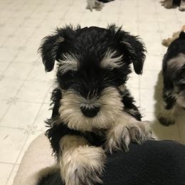 Miniature Schnauzer Puppies from Majestically Made