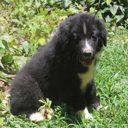 Australian Shepherd Puppies from Moss Cross Creek Aussie’s