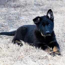 German Shepherd Puppies from Lost Creek German Shepherds LLC
