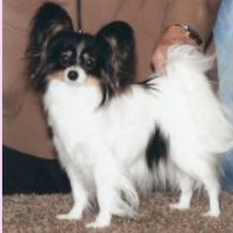 Evie - Papillon