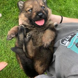 German Shepherd Puppies from Fallamhain German Shepherds