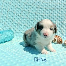 PreciousGem Minis breeder of Miniature American Shepherd