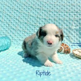 PreciousGem Minis breeder of Miniature American Shepherd