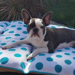 French Bulldog All Grown Up from Mama’s Frenchie Babies