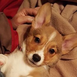 English Bulldog and Pembroke Welsh Corgi Puppies from Double T's Bulldogs