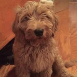 Winnie - Australian Labradoodle