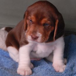 Beagle Puppies from Parmelee Beagles
