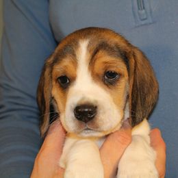 Beagle Puppies from Copper Sky Beagles