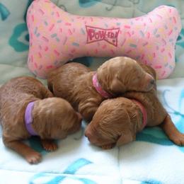 Poodle Puppies from Sunset Maple Poodles