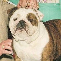 Bernadette - Bulldog