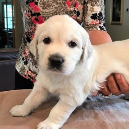 Golden Retriever Puppies from Creekside Golden Kennels