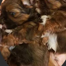 Shih Tzu Puppies from Jensen's Lil House of Demons