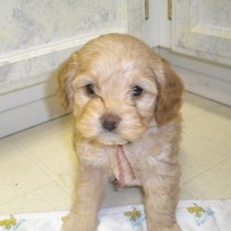 Cockapoo Puppies from Maranatha Cockapoos