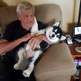 Alaskan Malamute Puppies from Kaylatee Alaskan Malamutes