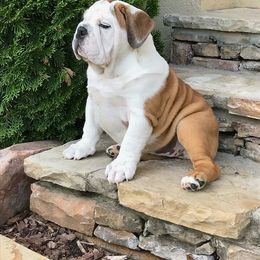 English Bulldog Puppies from OkBullieBabies