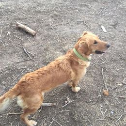 Maxi - Golden Retriever
