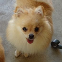 Nina - Pomeranian