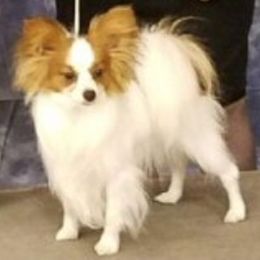 Marshmallow - Papillon