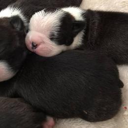 Boston Terrier Puppies from Blue Chick Farm