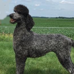 Izabella - Poodle