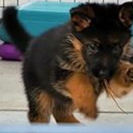 German Shepherd Puppies from Shield Kennels LLC