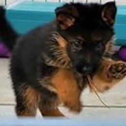 German Shepherd Puppies from Shield Kennels LLC
